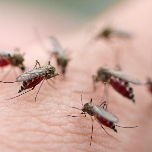 Informations sur les moustiques